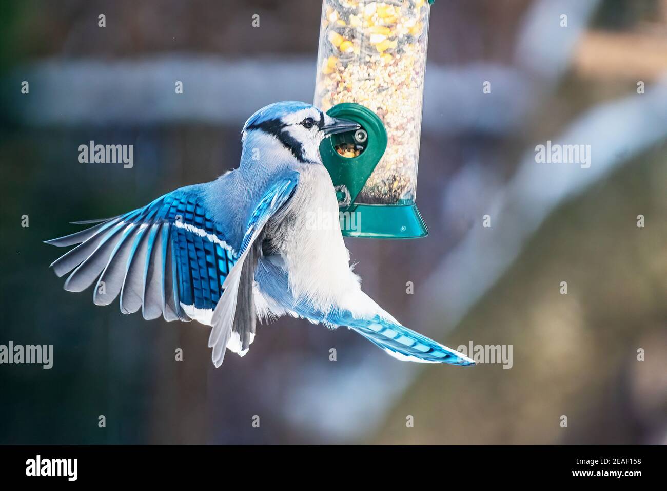 Blue jay at winter bird feeder Stock Photo Alamy