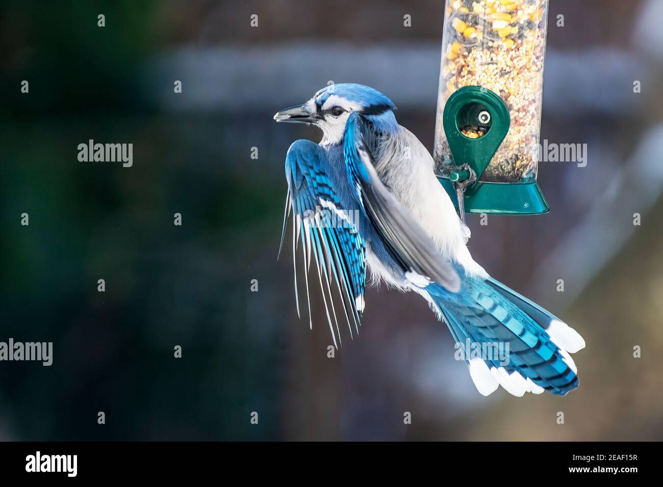 Blue jay at winter bird feeder Stock Photo