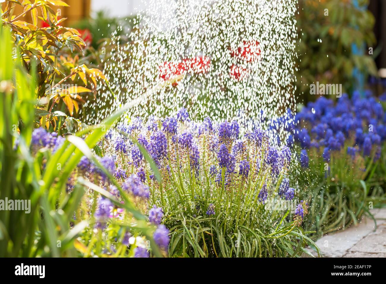 Watering flower bed using watering can. Gardening hobby concept. Flower