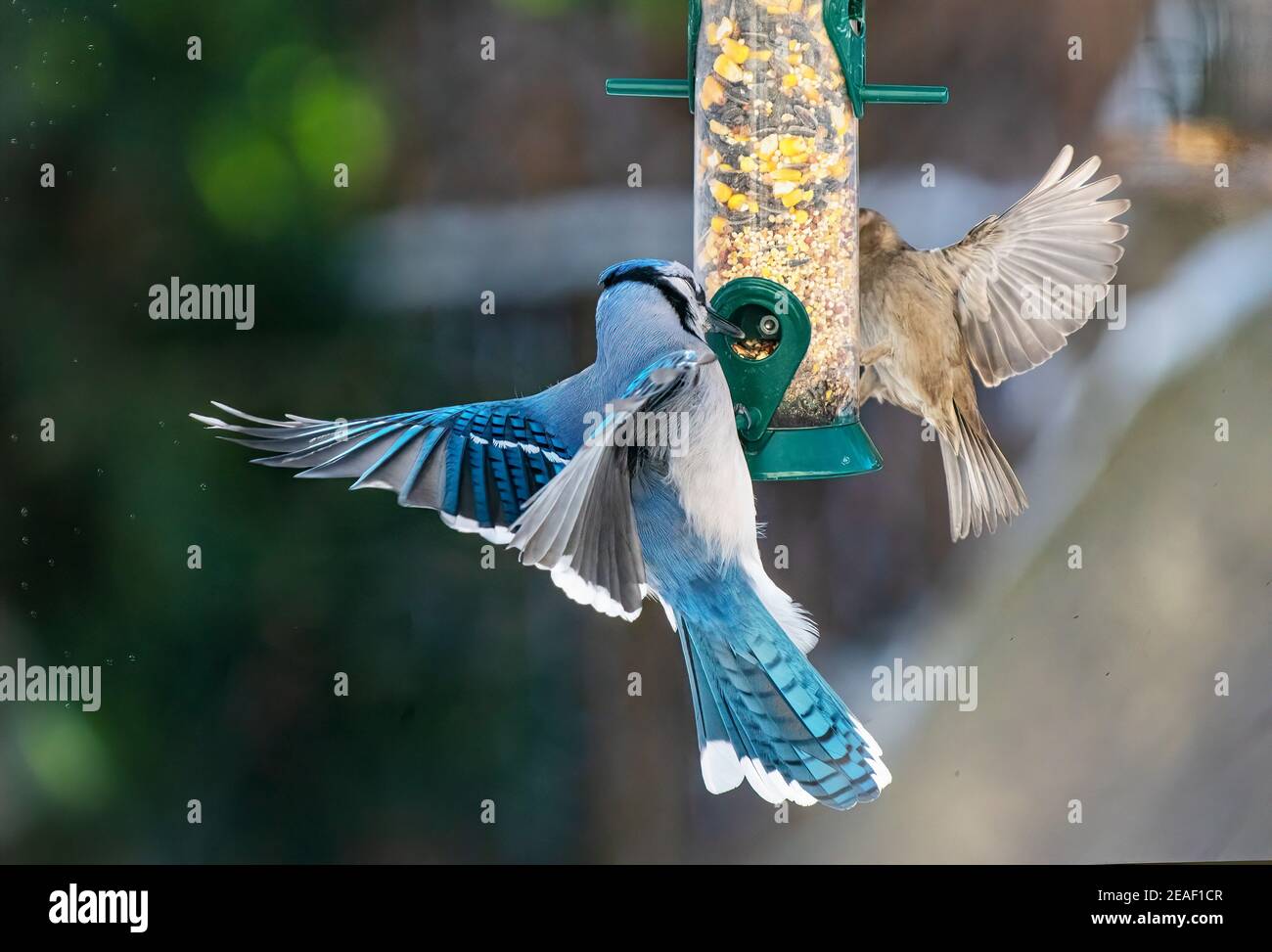 Blue jay at winter bird feeder Stock Photo