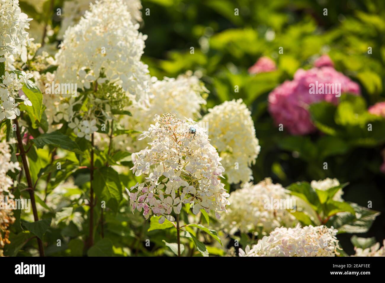Hydrangeas varieties hi-res stock photography and images - Alamy