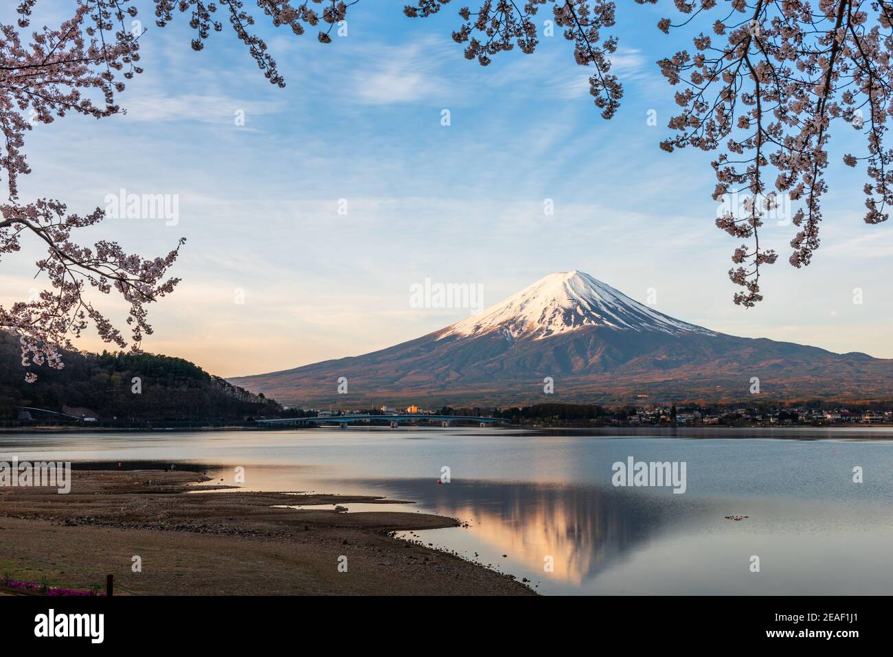 Mt. Fuji, Japan on Lake Kawaguchi during spring season with cherry blossoms. Stock Photo