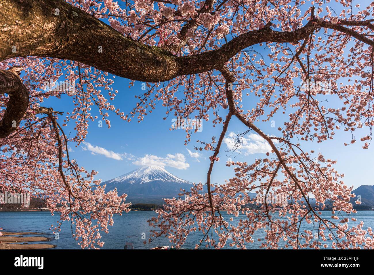 Mt. Fuji, Japan on Lake Kawaguchi during spring season with cherry blossoms. Stock Photo