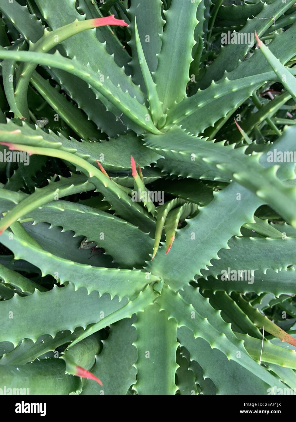 yellow aloe vera gel Soothing Aloe Vera Gel