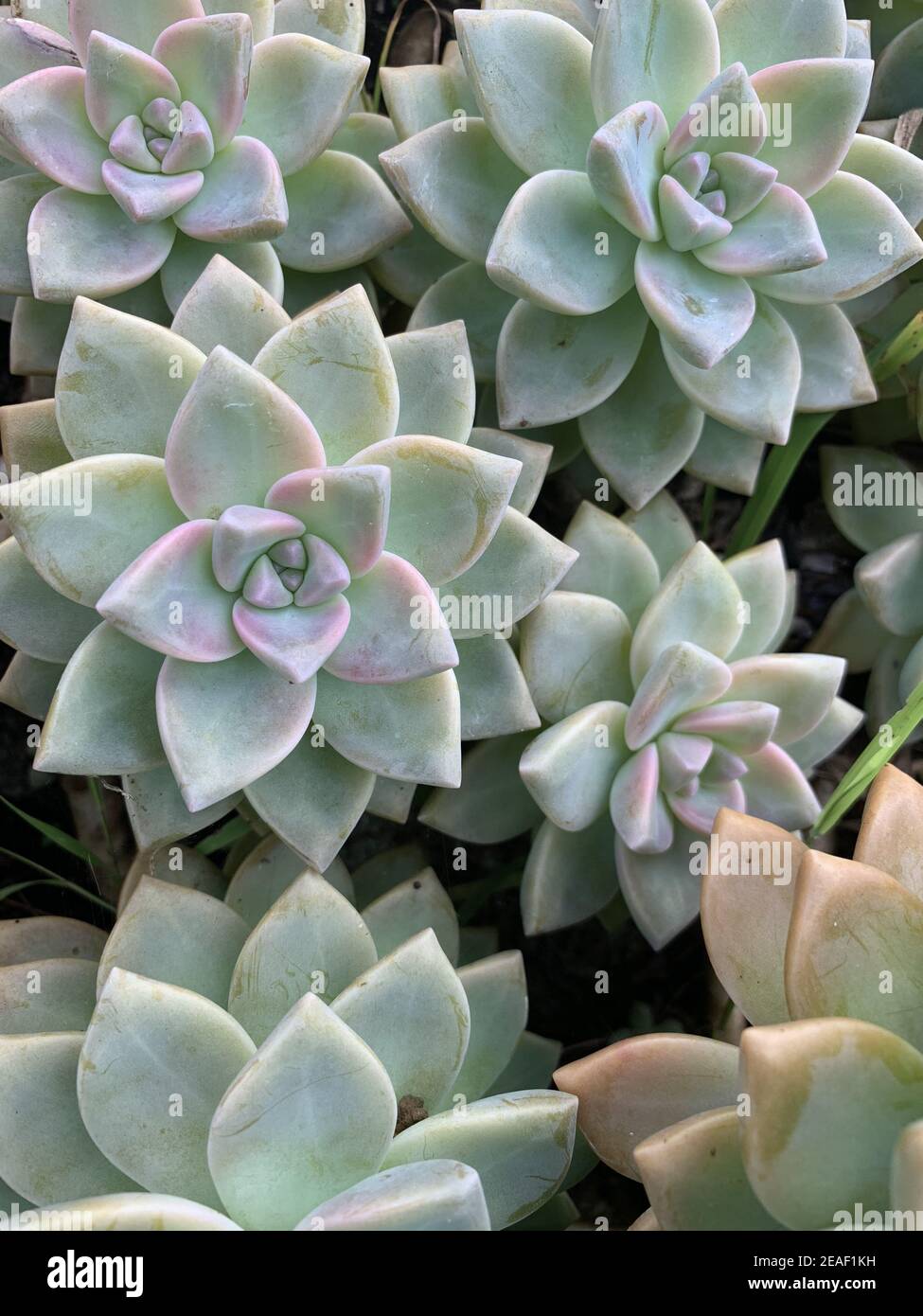 Closeup Shot Of Succulent Flowers With Textures On The Island Of Maui Hawaii Stock Photo Alamy