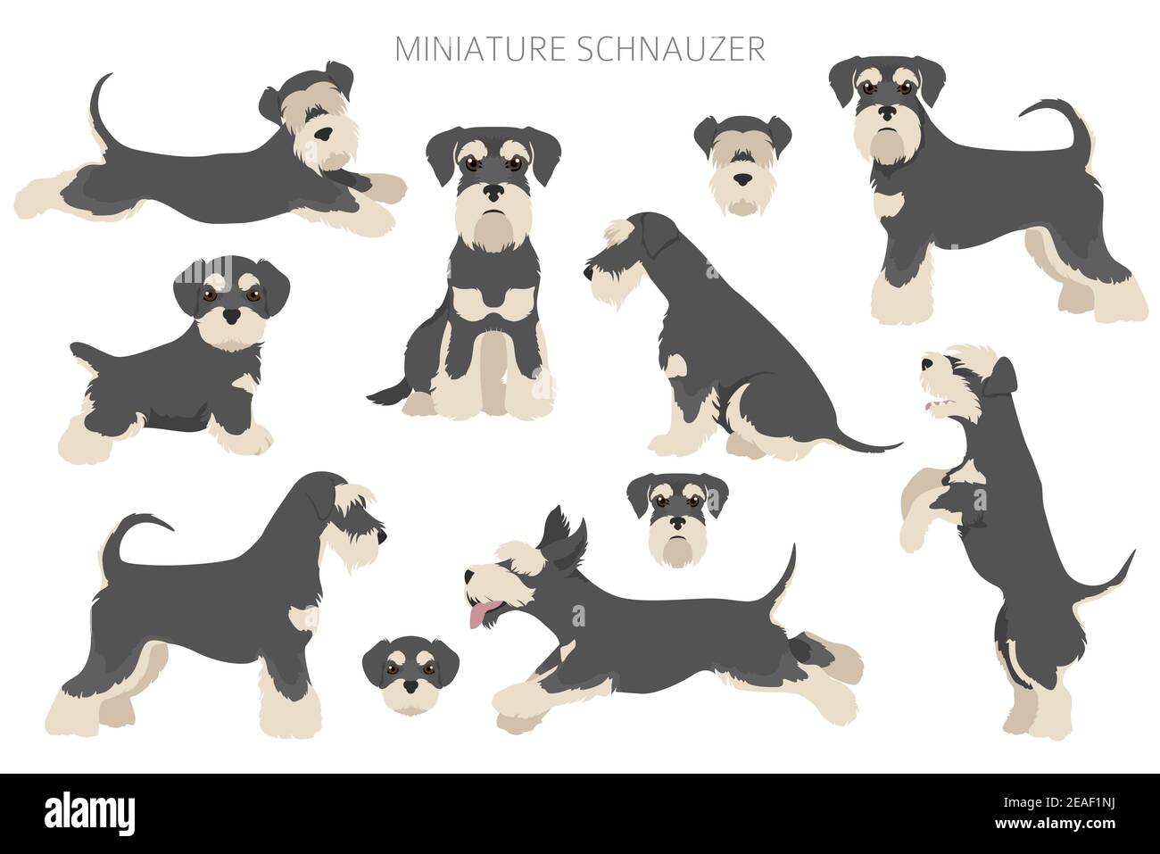 Miniature schnauzer dogs in different poses and coat colors. Adult and ...