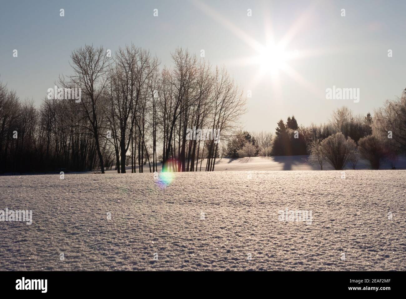 Morning sun shining through trees on open field covered in fresh snow Stock Photo