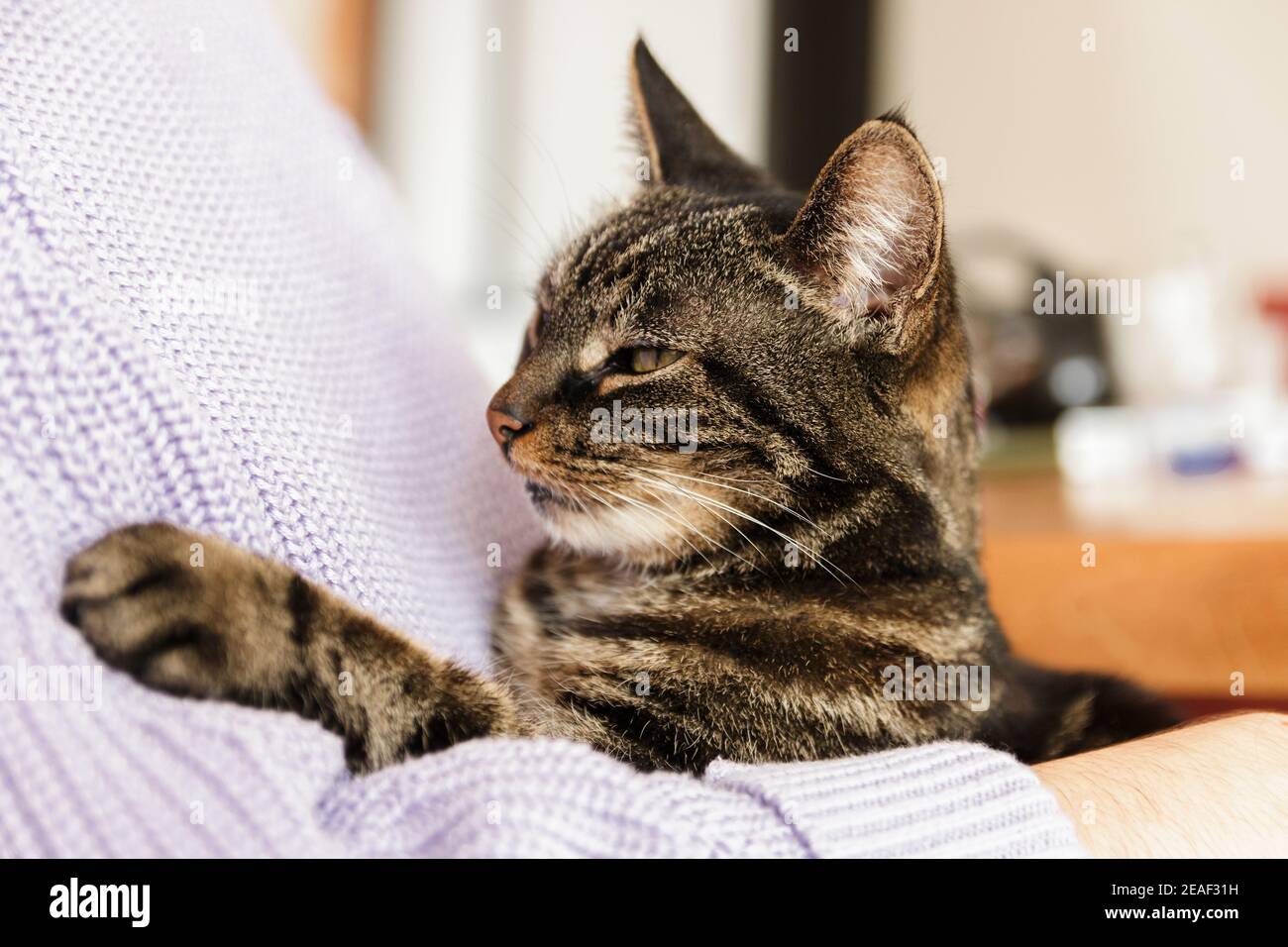 lonely stray cat in human arms feeling beloved Stock Photo