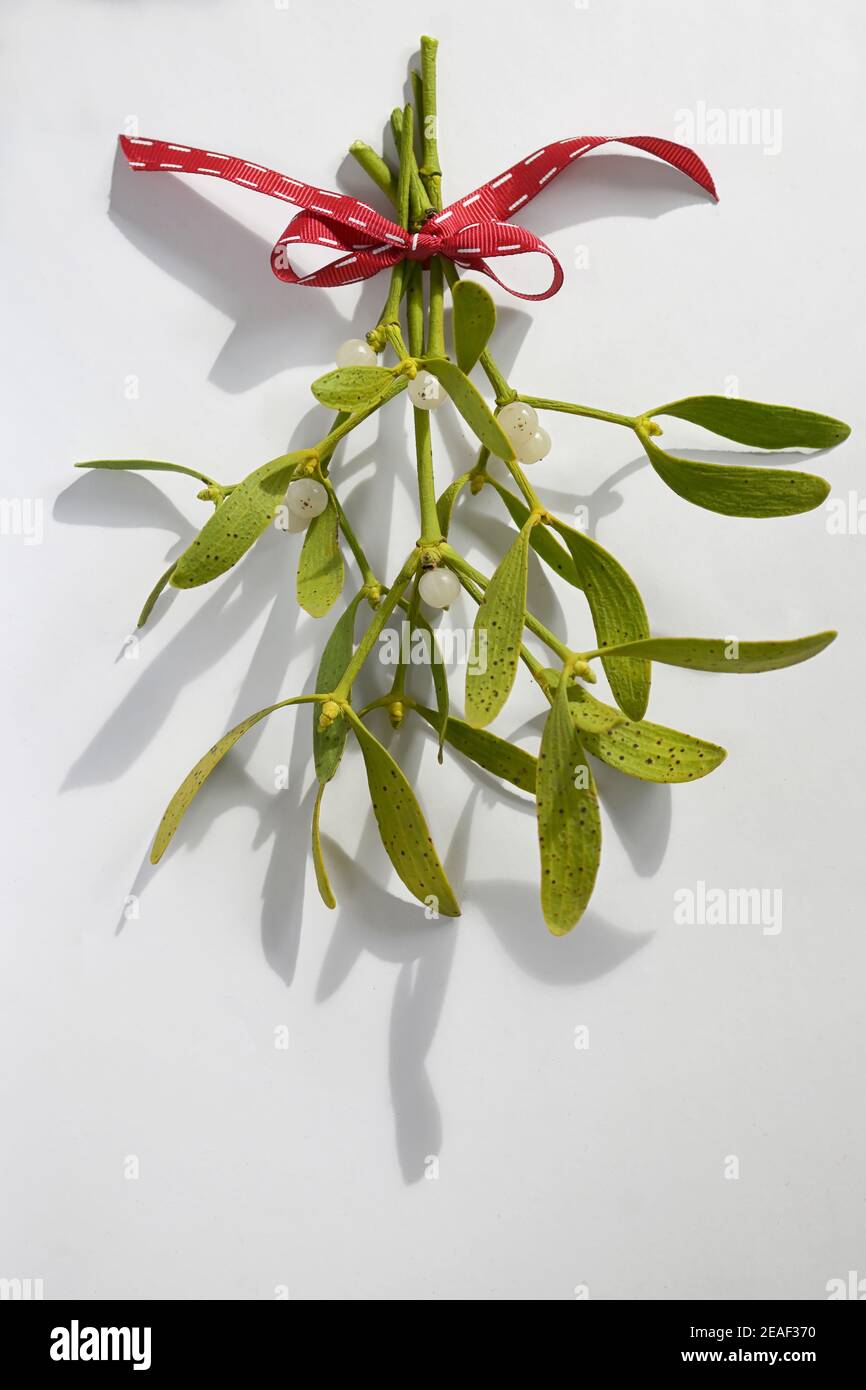 Branch Of Mistletoe With Ribbon On white Background Stock Photo - Alamy