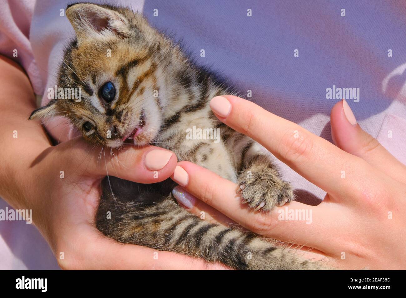 Help in the shelter of a blind homeless kitten. Rescue homeless