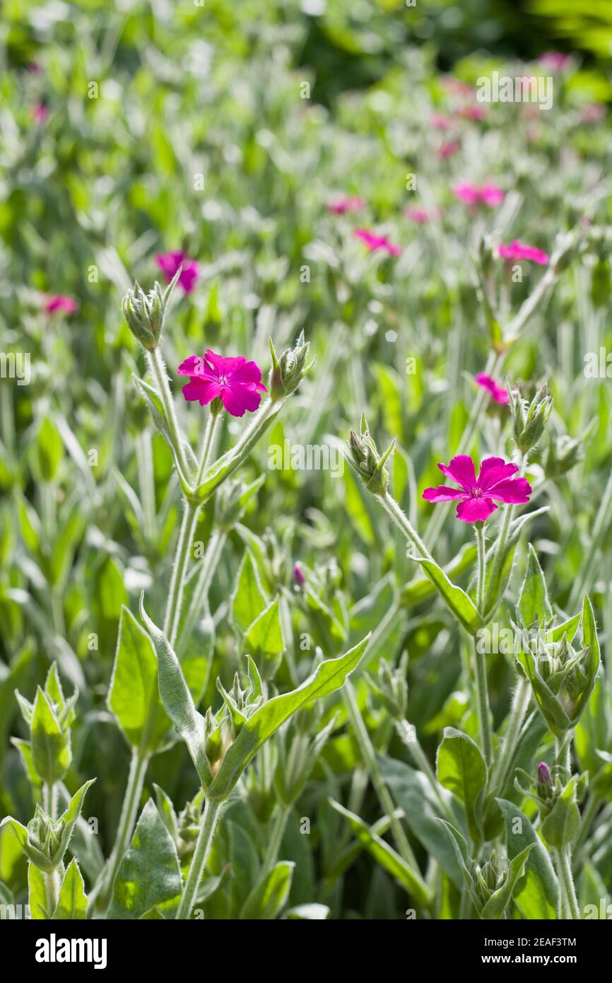 Lychnis Walkeri -  rose campion flowers blooming in deep fuschia pink. Stock Photo