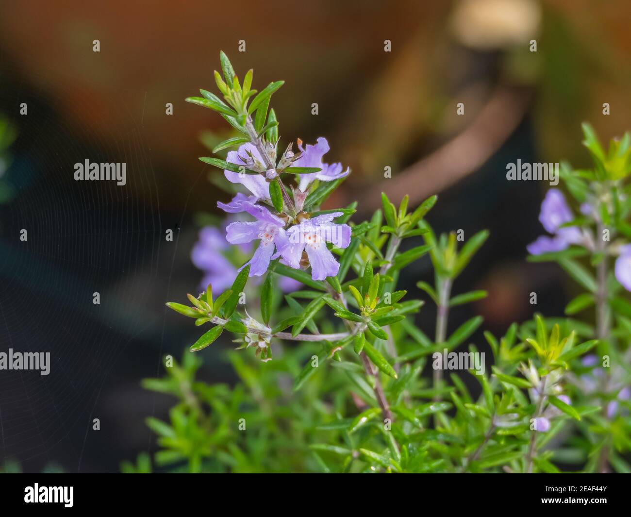 plant Westringia Wynyabbie Gem longifolia with flowers and water drops Stock Photo