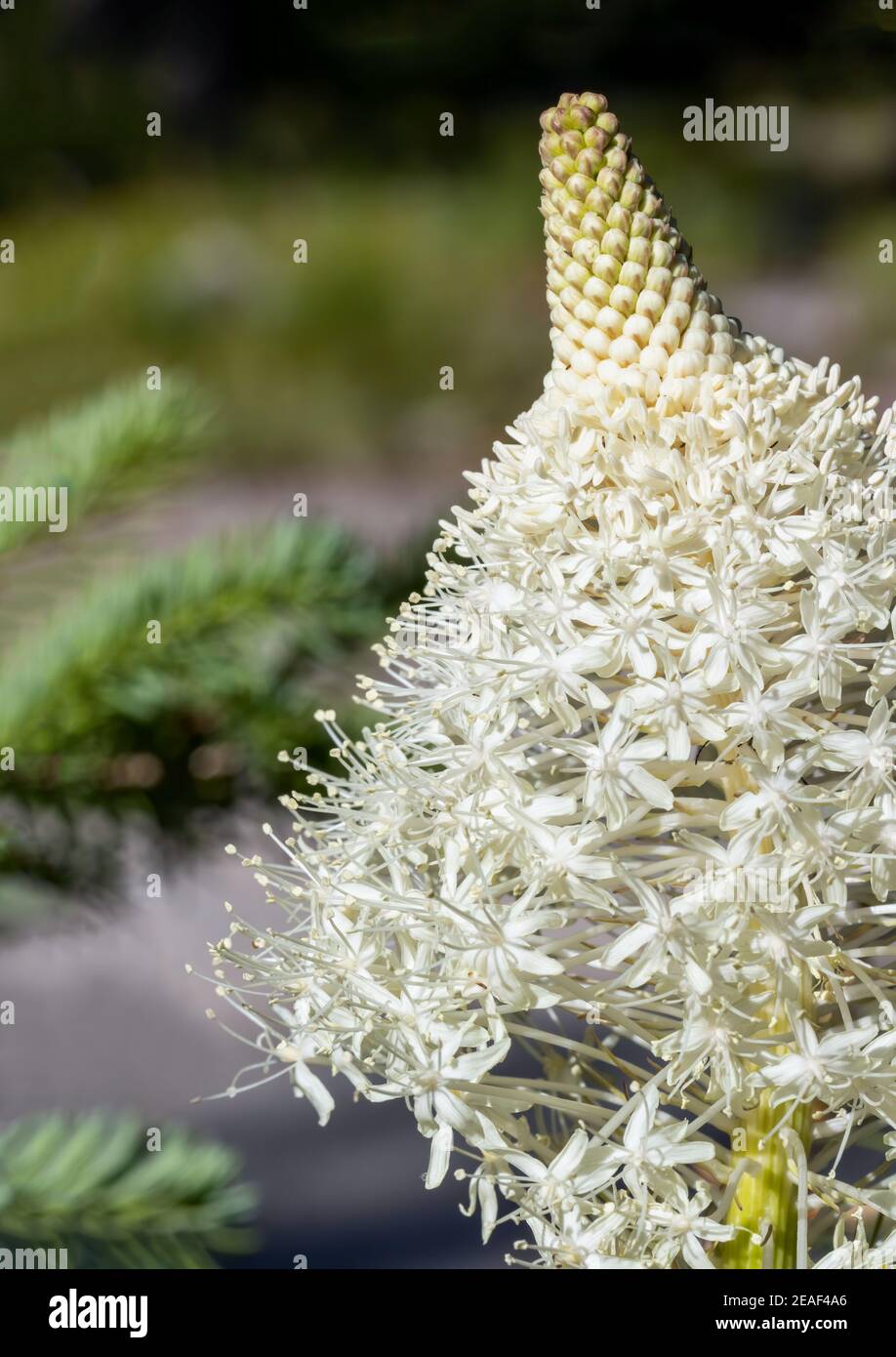 Beargrass blooms in an Idaho forest. This flower only blooms once every
