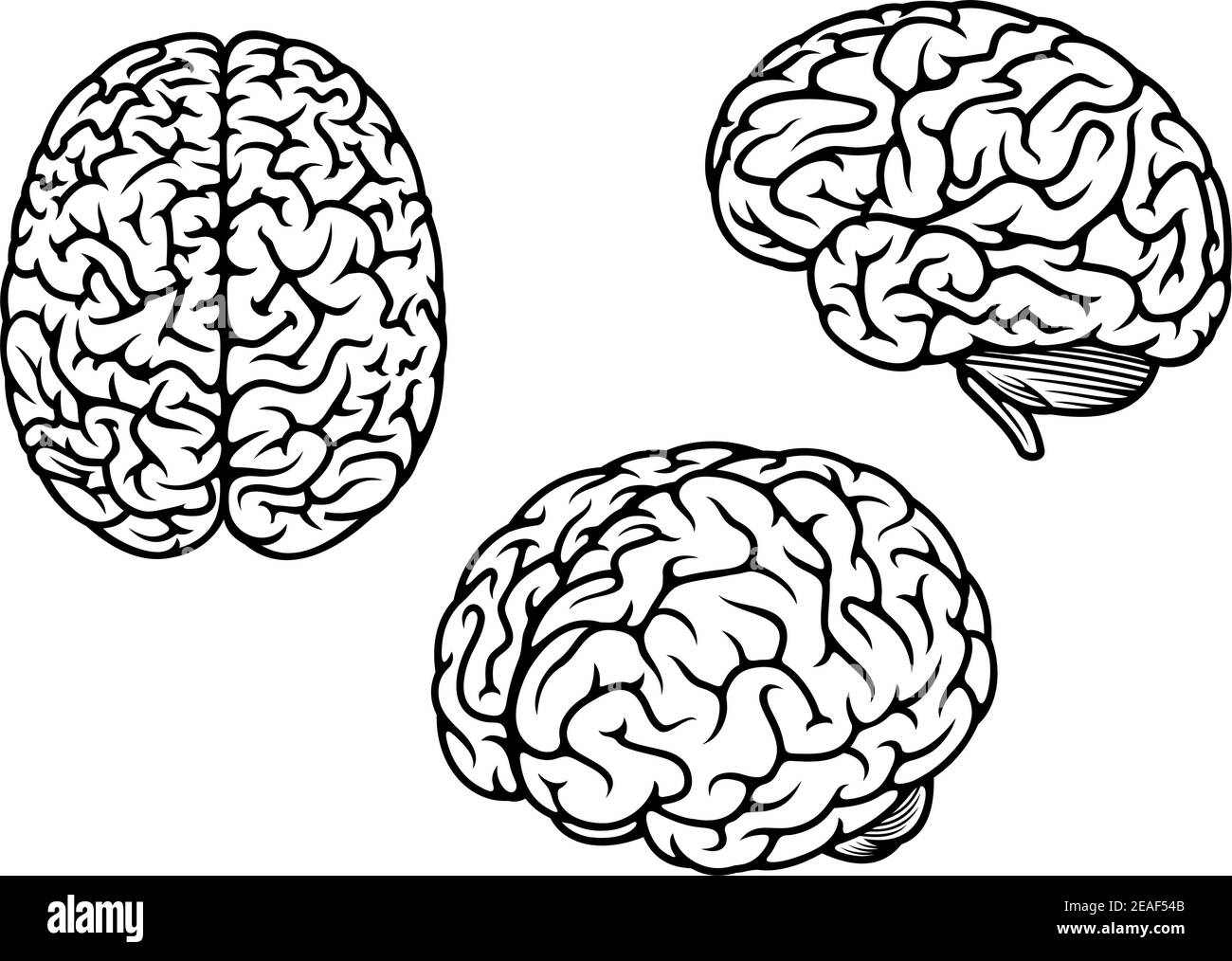 Human brain in three planes for medical design Stock Vector Image & Art ...