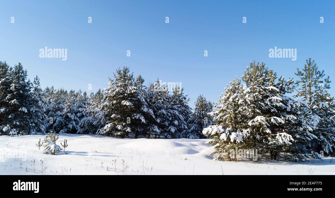 The Winter landscape with wood on background sky with cloud. Beautiful nature at solar day in Russia Stock Photo