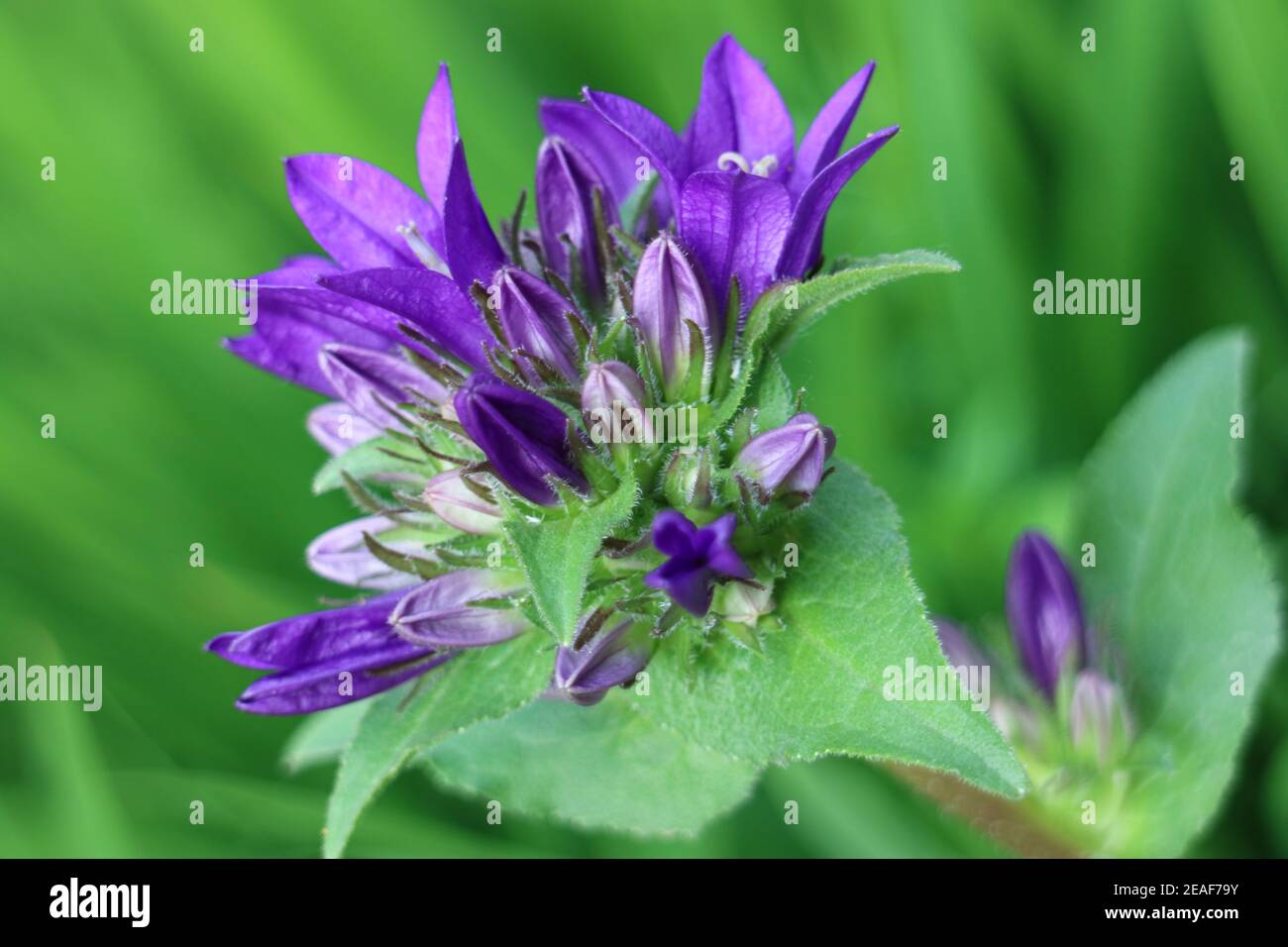 Purple Bell flowers in the garden, Purple Campanula Glomerata, Purple Bell flowers macro, Beauty in nature, macro photography, stock image Stock Photo