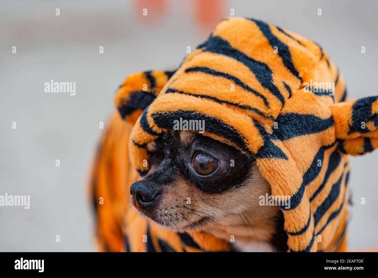 Dog in tiger clothes Mini breed Chihuahua. Cute chihuahua dog in winter ...