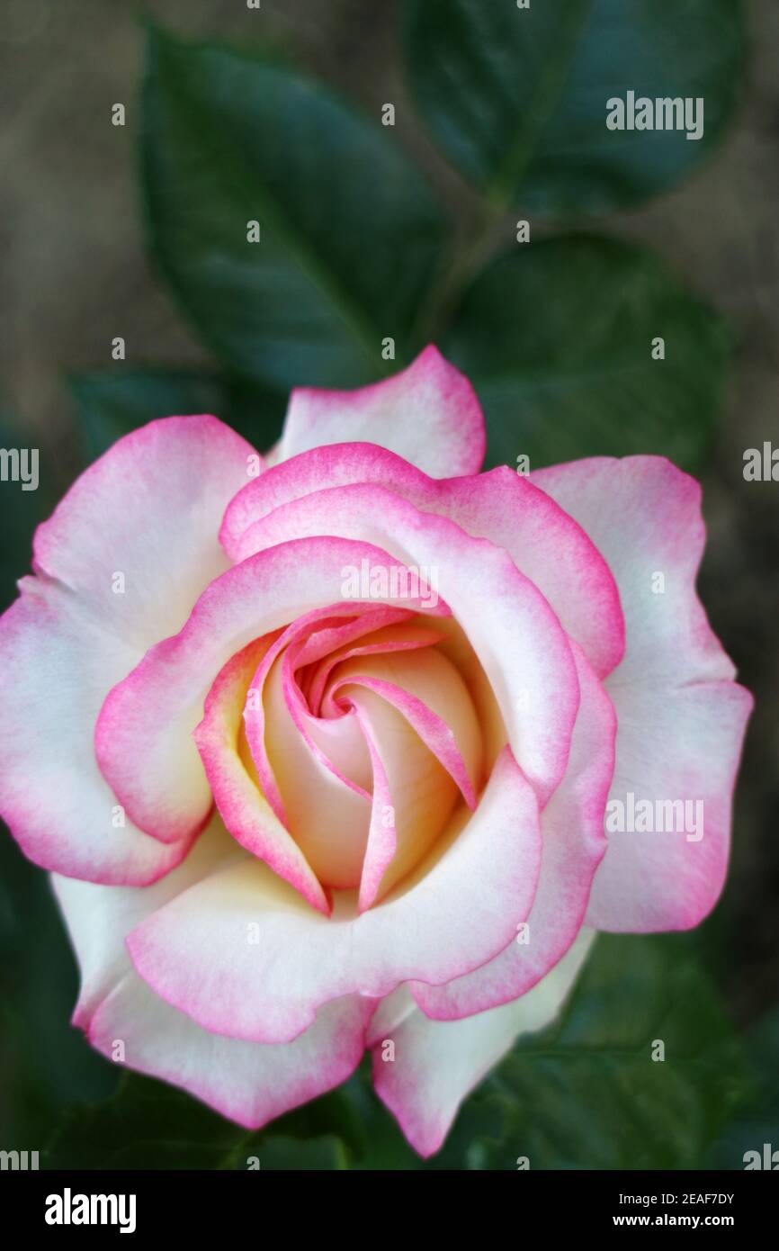 Garden stock rose hi-res stock photography and images - Alamy