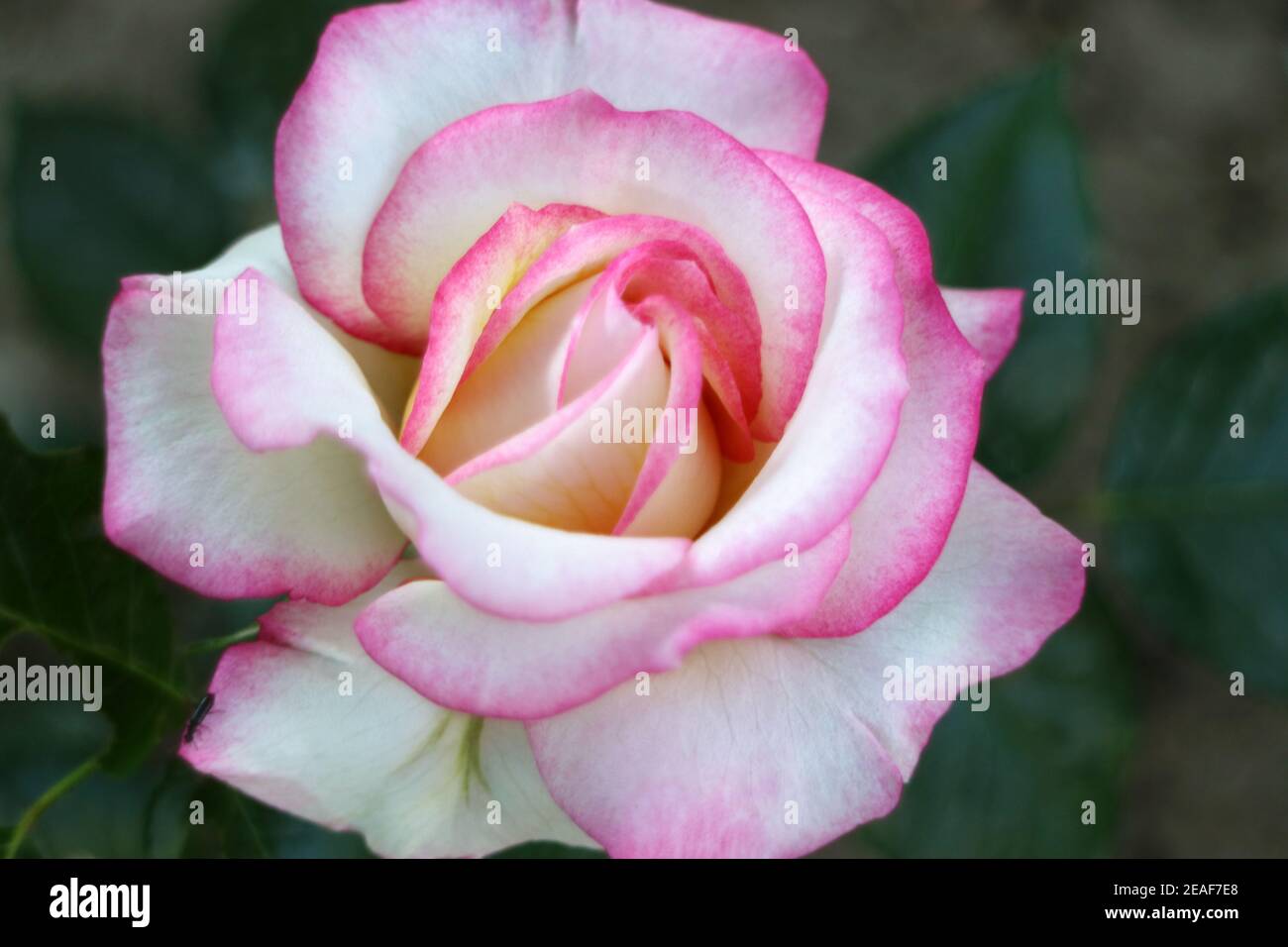 Rose with pink-white petals and green leaves, colorful rose in the garden, rose head macro, beauty in nature, floral photo, macro photography, stock Stock Photo
