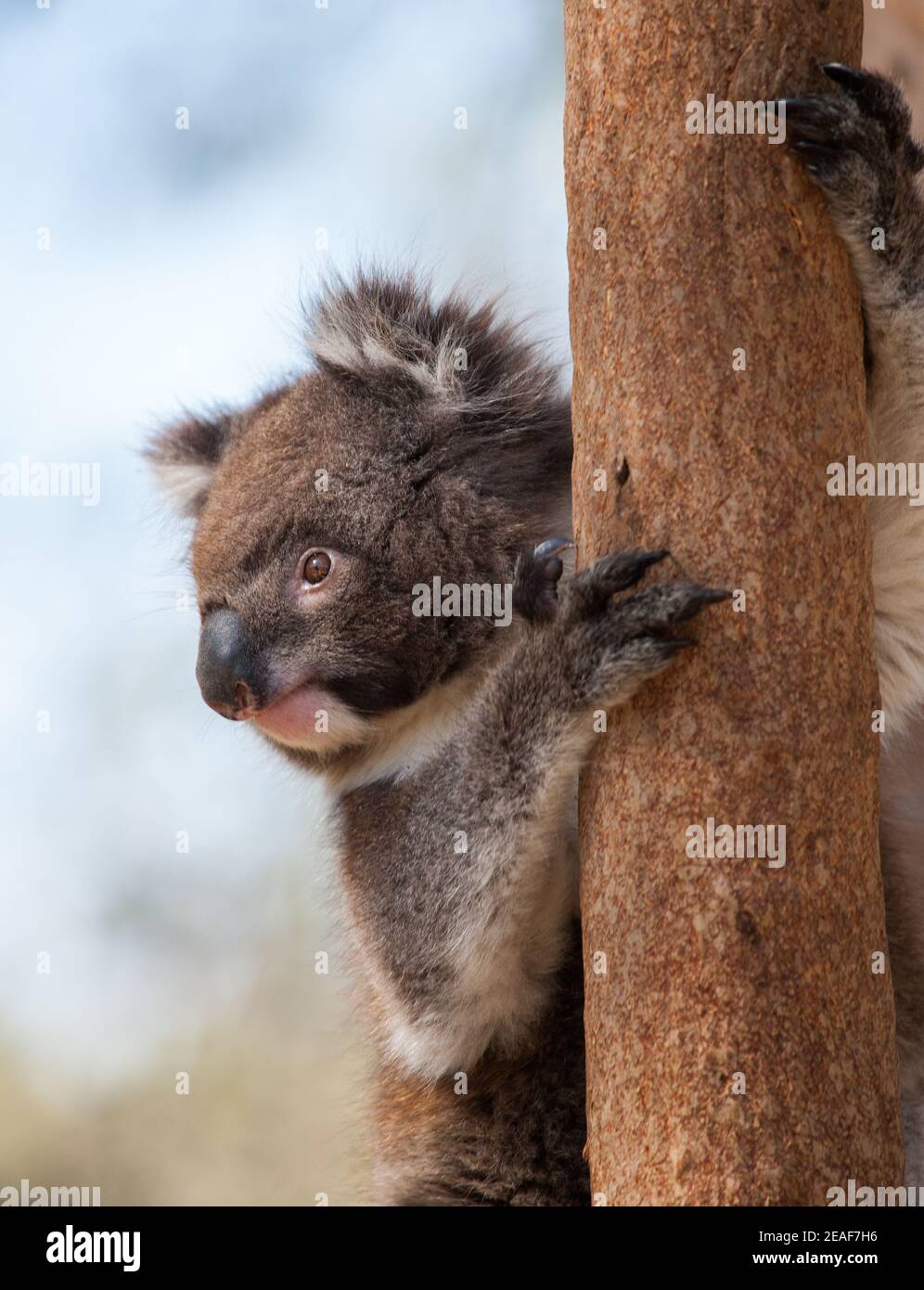 Koala Phascolarctos cinereus on a Eucalyptus trunk in Yanchep National Park in South Western Australia where they are an introduced species Stock Photo