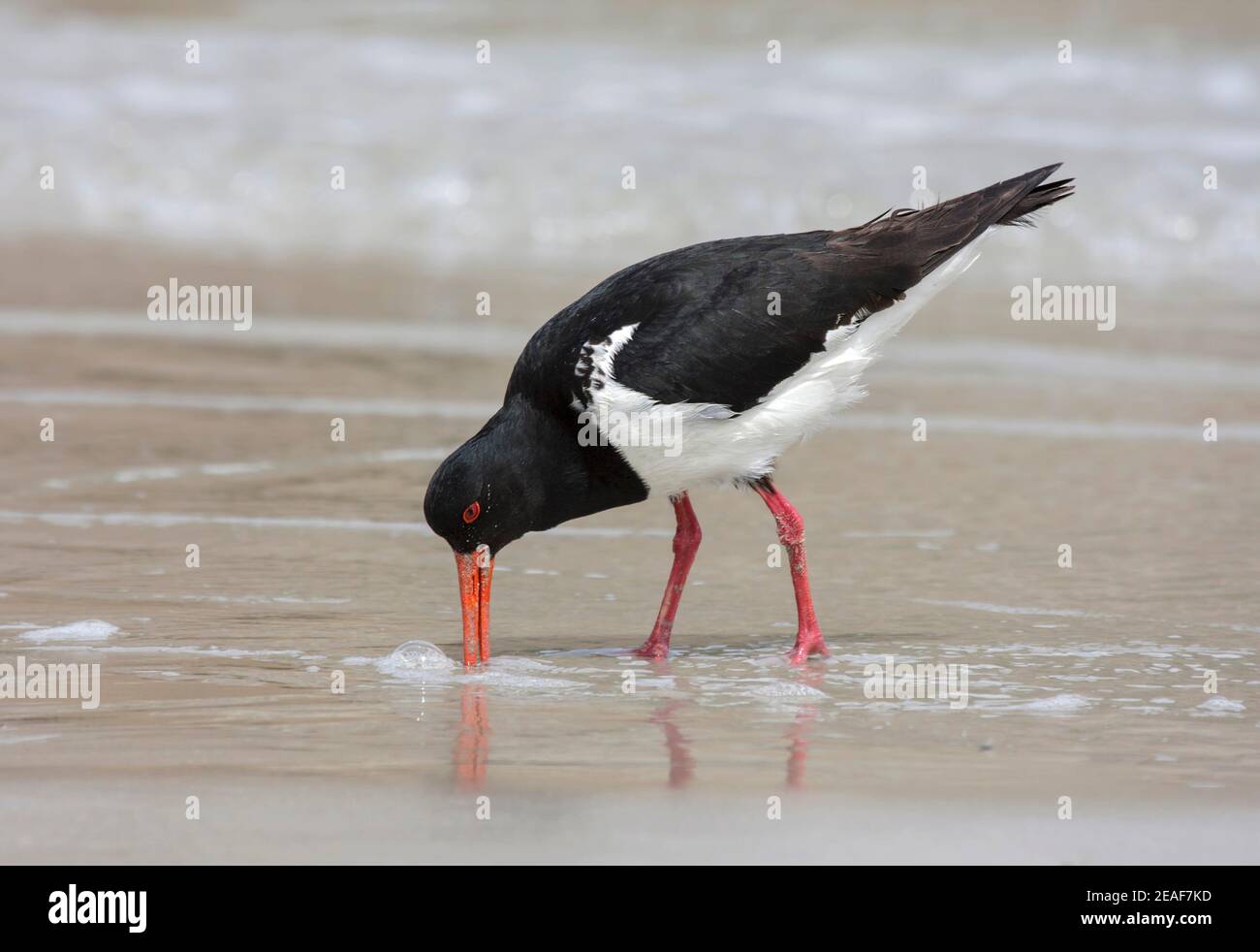 Australian oyster catcher hires stock photography and images Alamy