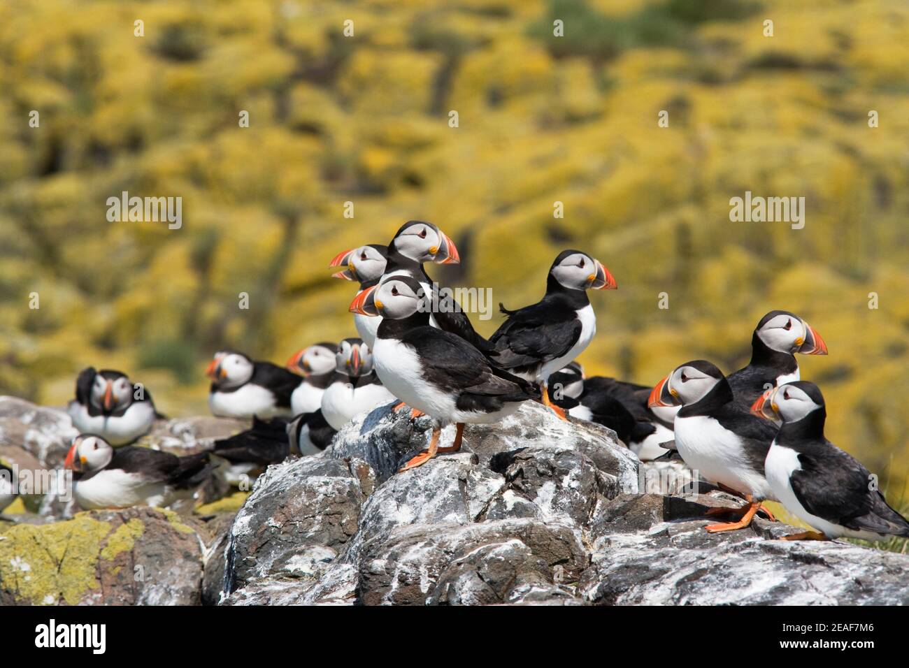 Puffin colony, Fratercula arctica, Farne Islands, Northumberland, UK Stock Photo