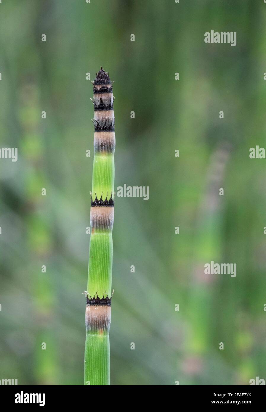 Growing shoot of Giant Horsetail Equisetum telmateia growing in species rich damp meadow in a woodland clearing Somerset Stock Photo