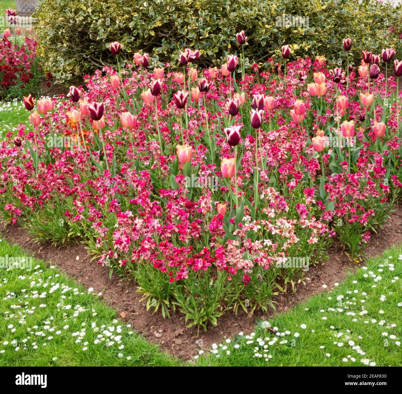 Association of pink and purple tulips with pink wallflowers in an English spring border Stock Photo