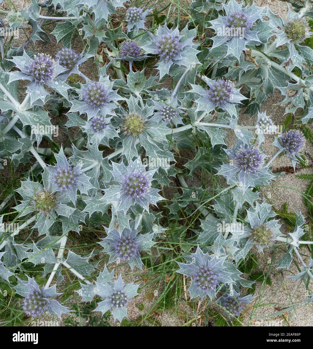 Blue flowers and silvery leaves of Sea Holly Eryngium growing in dunes on the Gower coast of South Wales UK Stock Photo