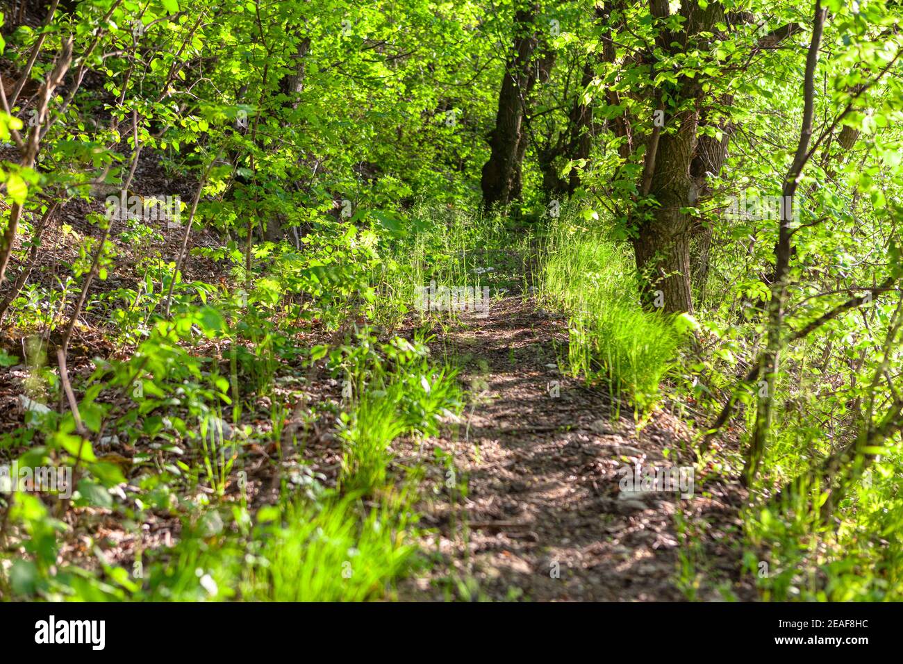 Dense green nature of the spring forest Stock Photo