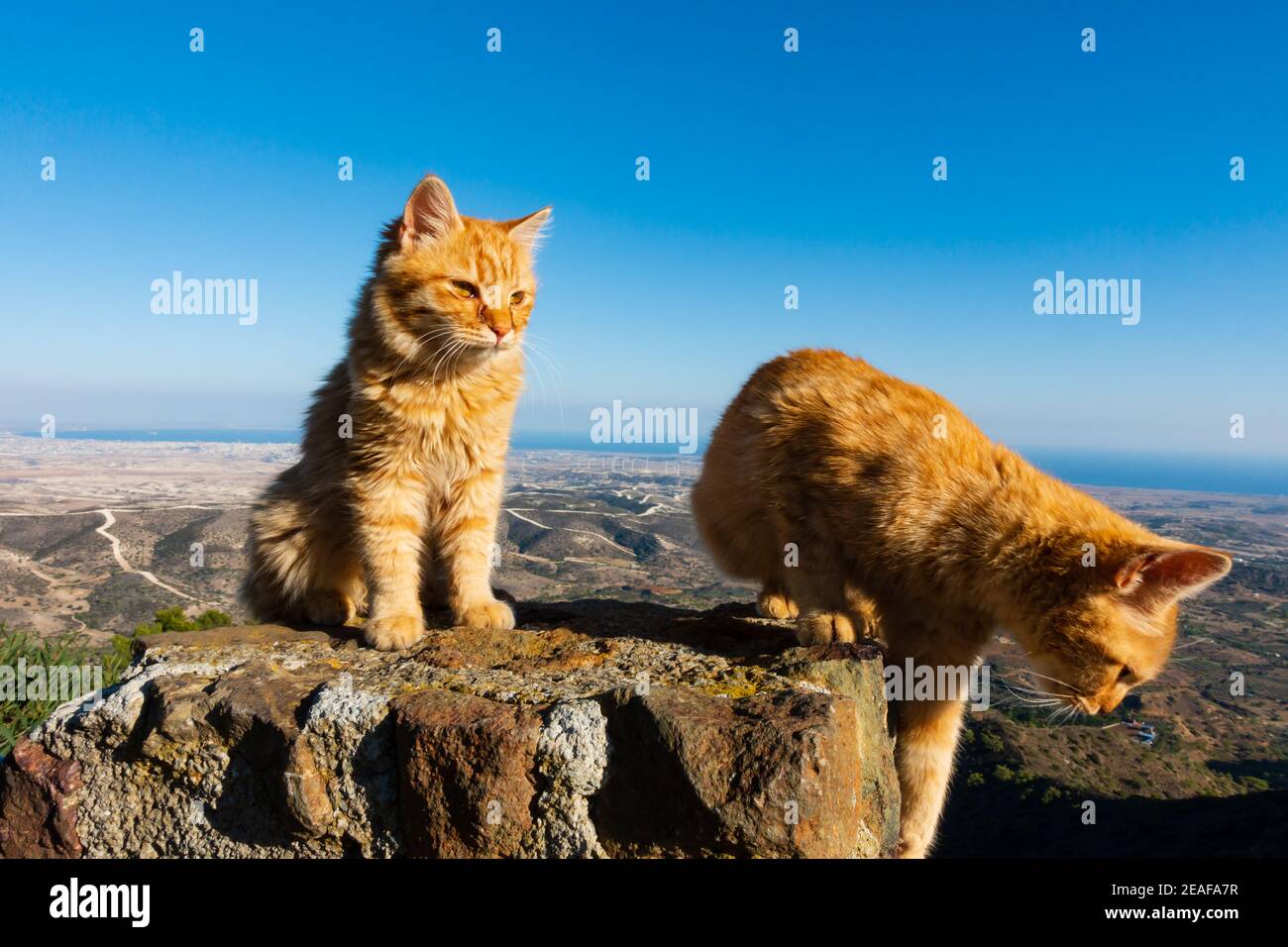 Cat kittens at Stavrovouni Monastery,with a view of Larnaca behind. Cyprus Stock Photo