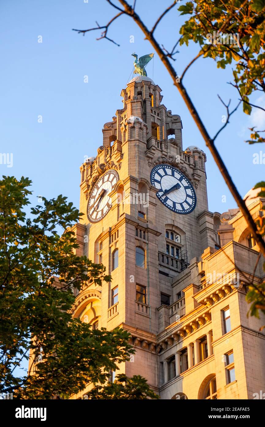 Close up of The Royal Liver Building clock, Liverpool architecture, England, UK Stock Photo Alamy