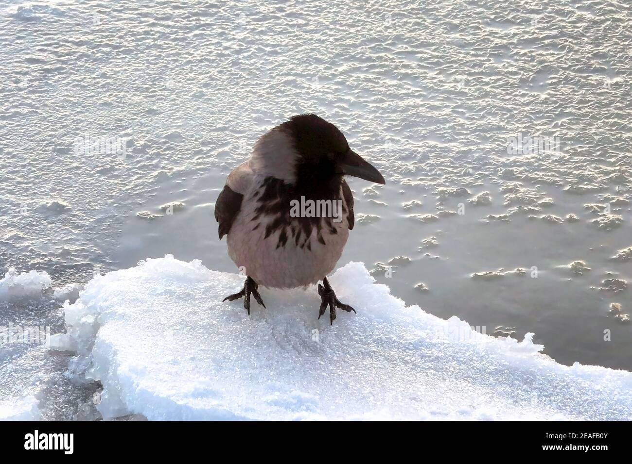 Hooded Crow, Corvus cornix, perched on chunk of ice at the seashore on a cold winter morning. Stock Photo