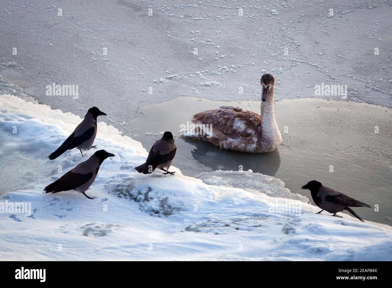 Young Mute Swan, Gygnus olor, resting on sea ice, is annoyed of the proximity of the four Hooded crows, Corvus cornix, and is about to shoo them away. Stock Photo