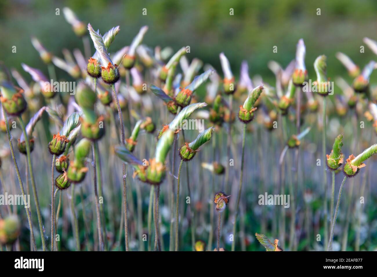 Group of Western Chalice Flowers shining in the morning light Stock Photo