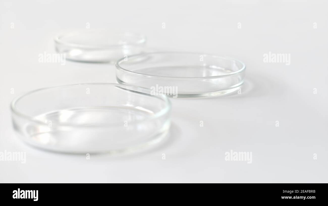 empty glass Petri dishes on a laboratory table. sterile lab dishes ...