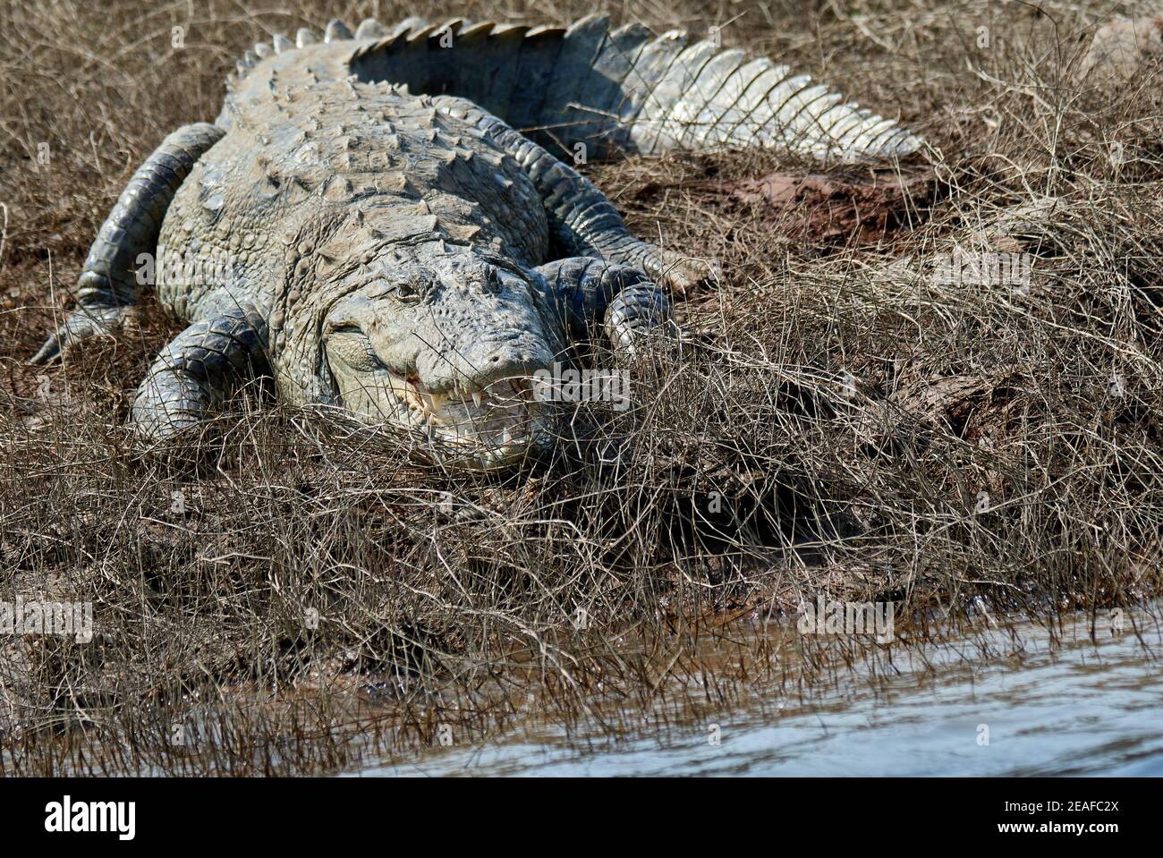 Sunbath on bank river - Mugger Crocodile Stock Photo