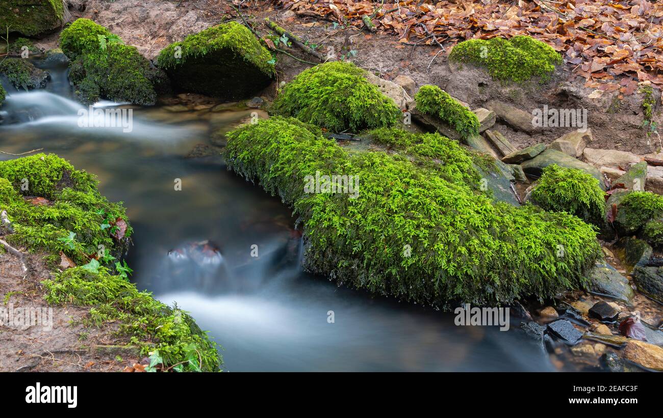Moss-covered rocks alongside a small stream through woodland. Monmouthshire, Wales, UK Stock Photo