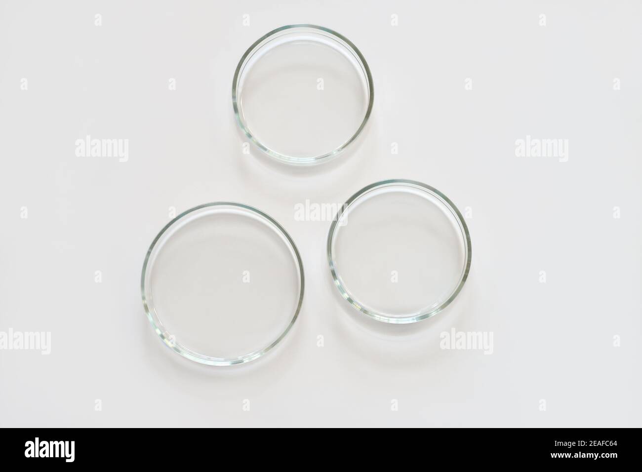 three empty glass Petri dishes on a laboratory table. sterile lab ...