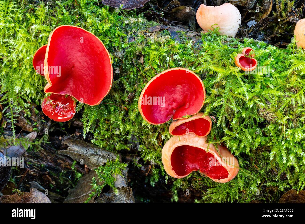 Scarlet Elf Cup, Sarcoscypha austriaca (or possibly Ruby Elf Cup, S. coccinea), Wye Valley. Monmouthshire, Wales, UK Stock Photo