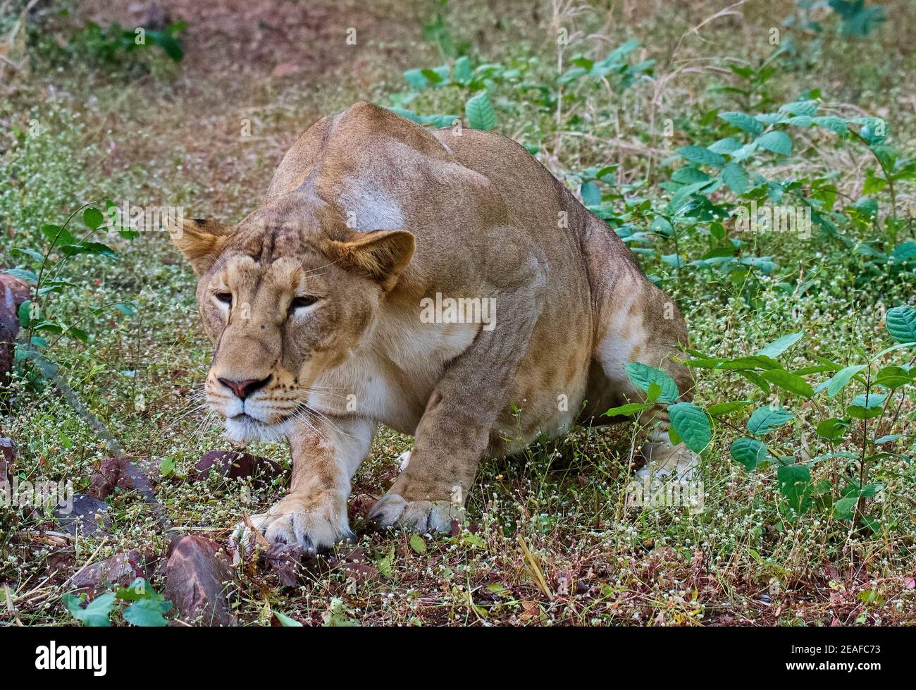 King of Jungle -- Asiatic Lion Stock Photo