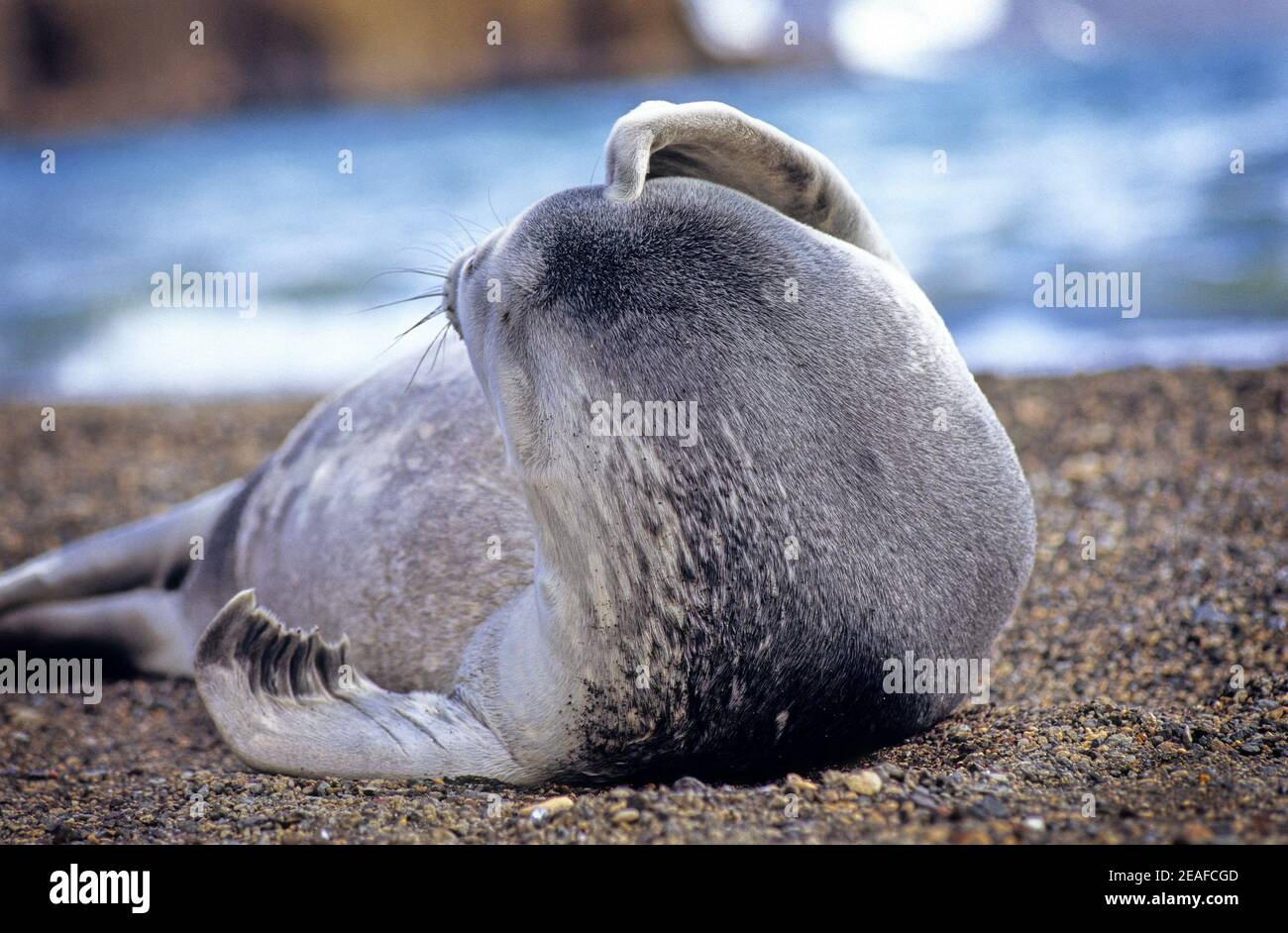 Young Weddell seal scratching his head on a beach on Antarctica Stock Photo