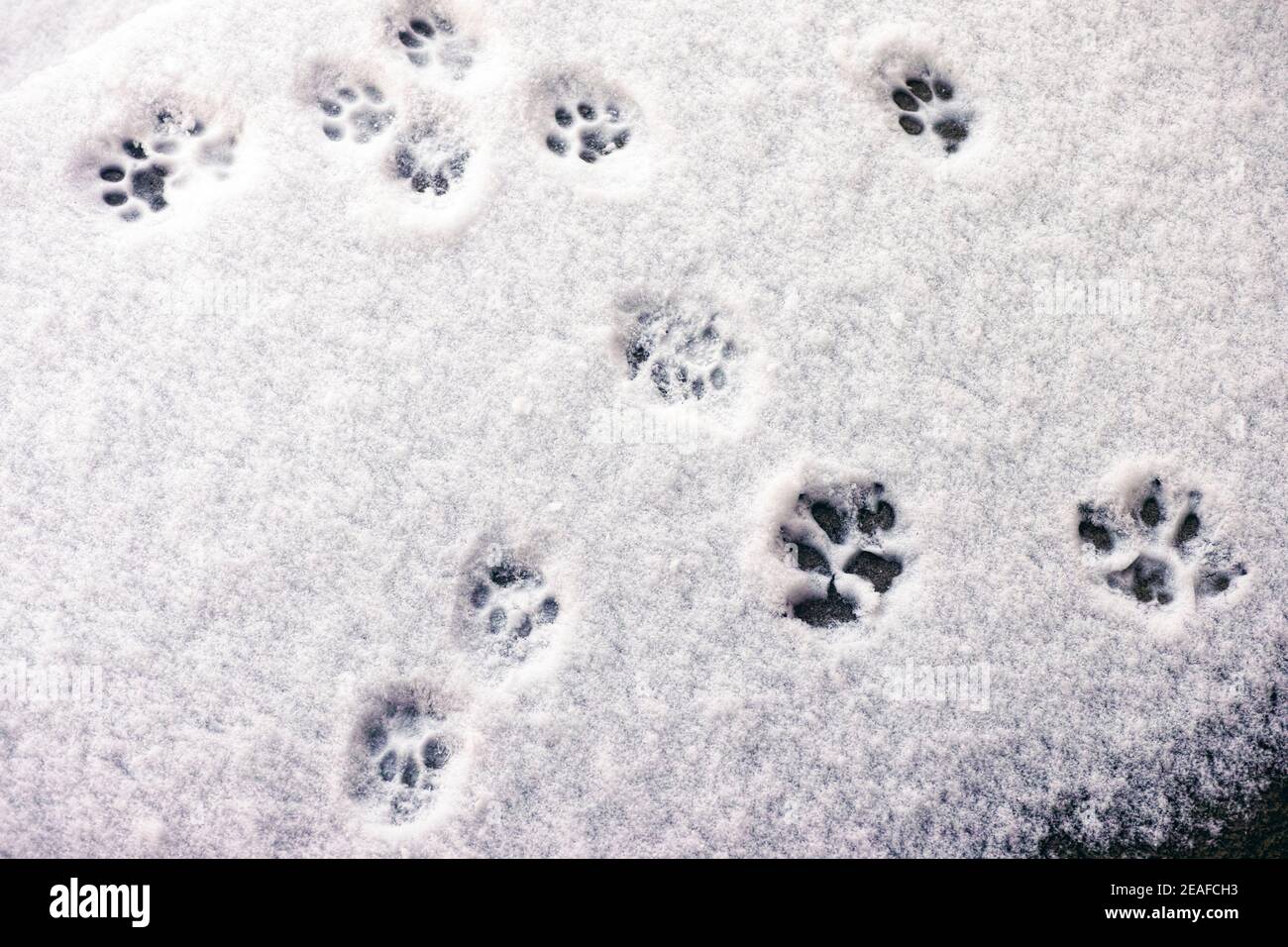 A lot of Cat footprints in some snow Stock Photo Alamy