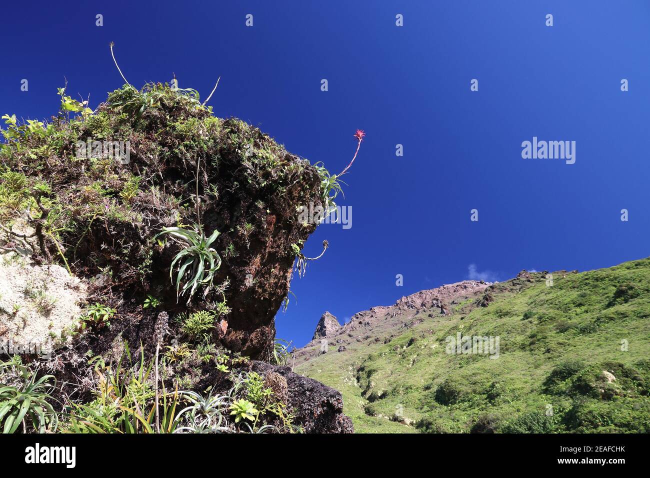 Bromeliad plants in Guadeloupe - Pitcairnia bifrons species. La Soufriere volcano in background. Stock Photo