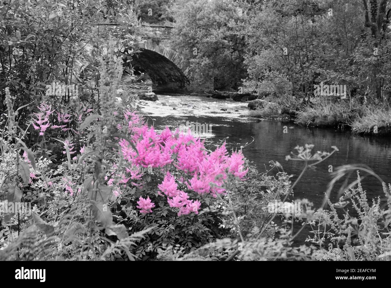 In the Pink: Pink flowers contrasting with greys of stone Skelwith Bridge, river water, riverside plants and rocks. Shot with colour filter. Stock Photo