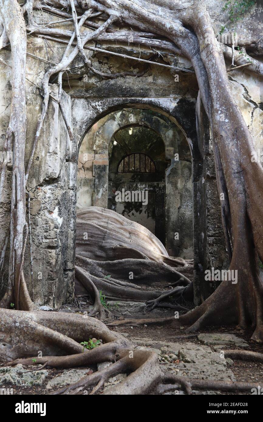 Guadeloupe landmark abandoned slavery prison overgrown with fig trees
