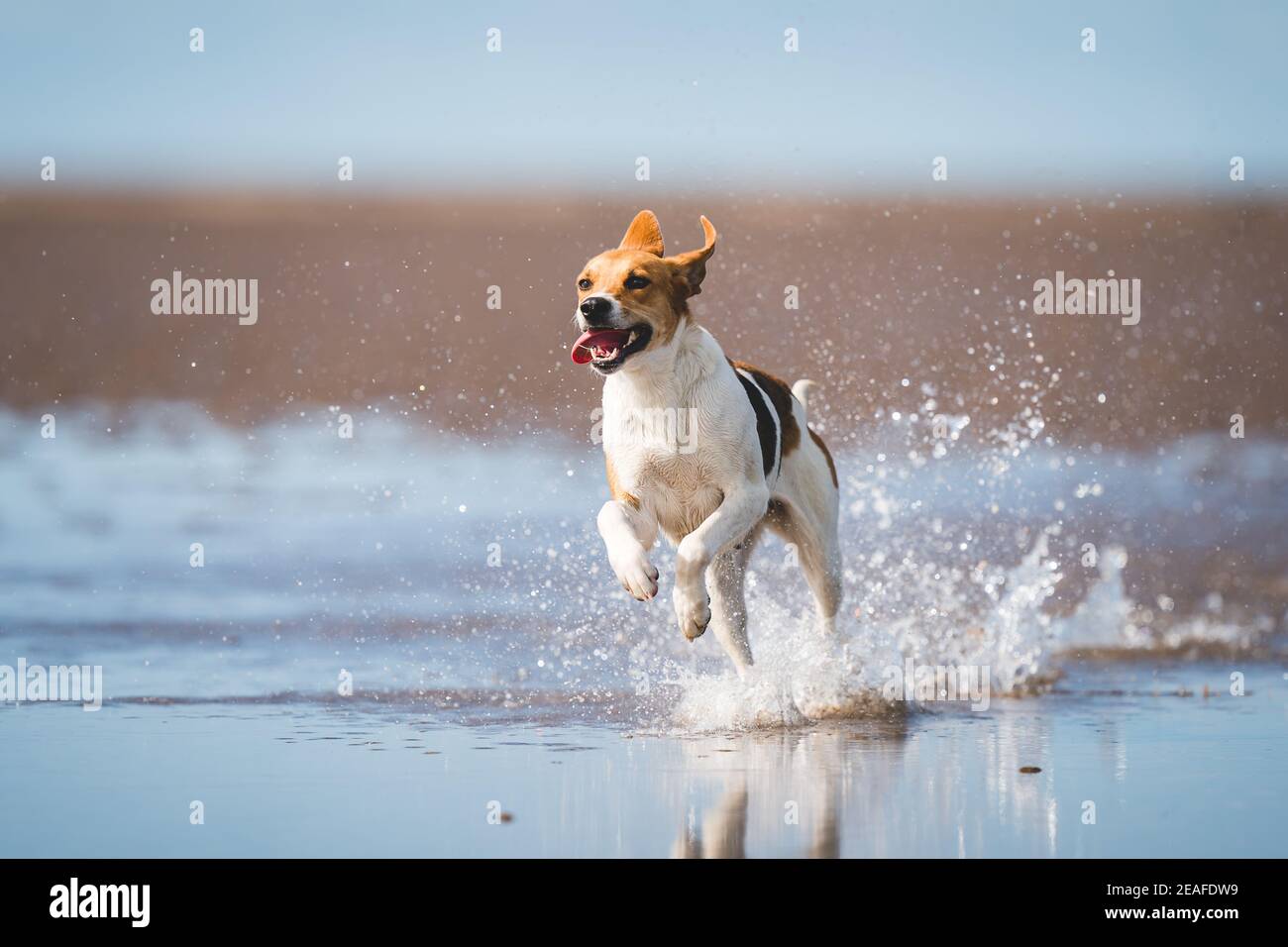 Lakeland Trail Hound dog running and jumping through water on the beach