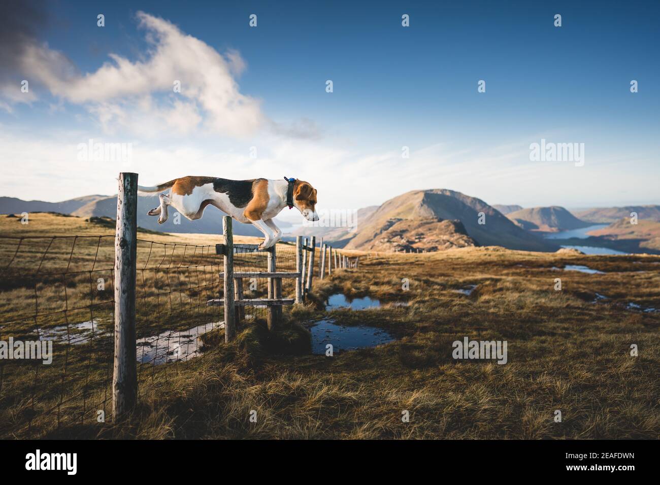 Lakeland Trail Hound dog jumping fence in the Lake District mountain