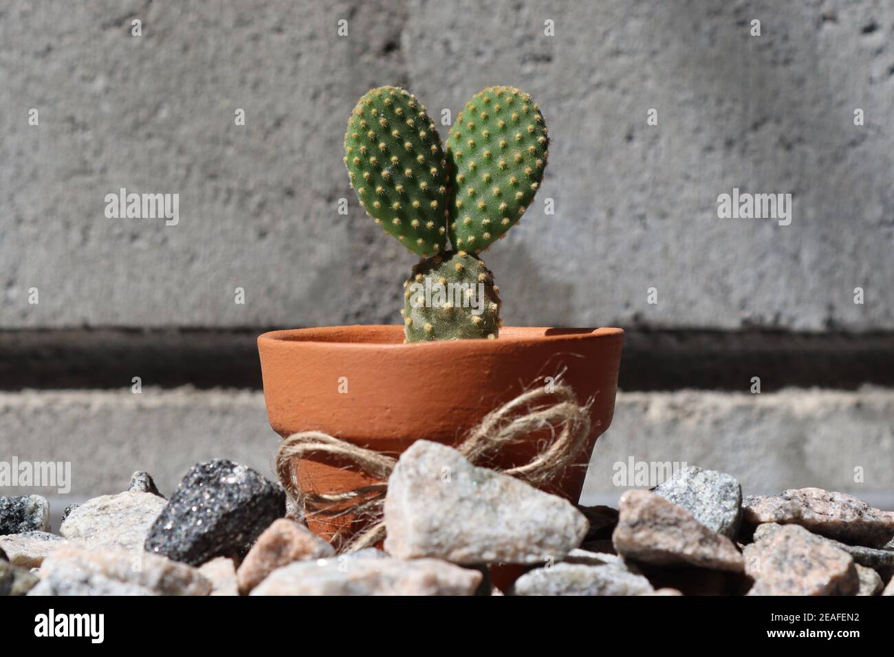 This small cactus tree with two leaves standing in front of various backgrounds shows us a cute look. It is in a tiny clay pot. Stock Photo