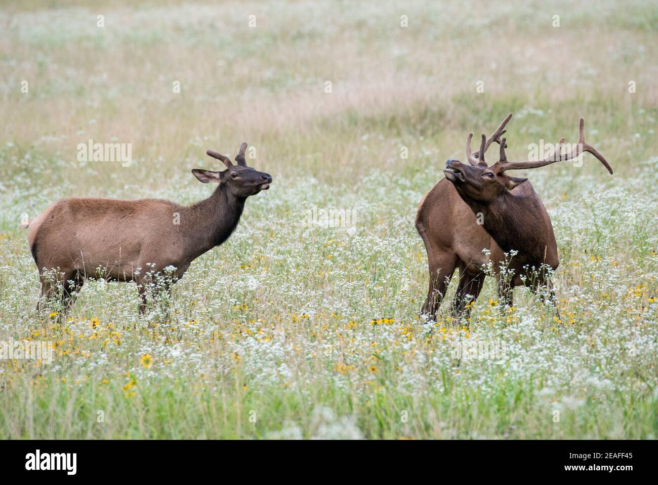 Two elk, or wapiti (Cervus canadensis) in the Great Smoky Mountains National Park Stock Photo